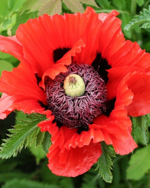 Papaver orientale Turkenlouis